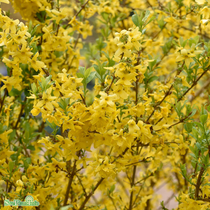 Forsythia x intermedia 'Week-End' C15 XXL 100-125cm