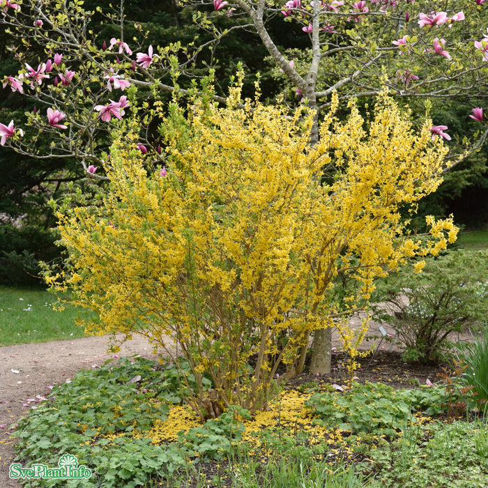 Forsythia x intermedia 'Week-End' C15 XXL 100-125cm