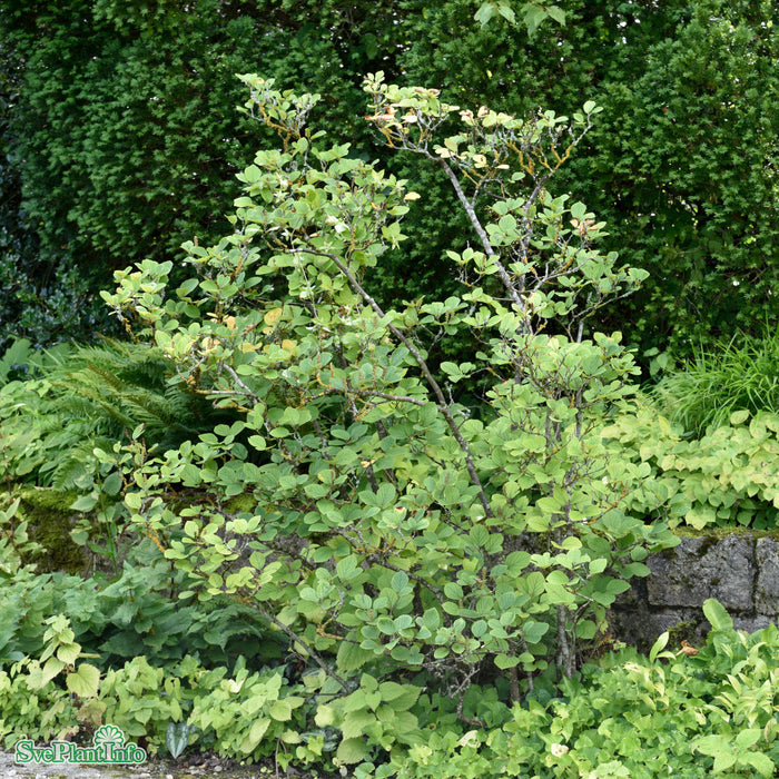 Fothergilla major C6 30-40cm