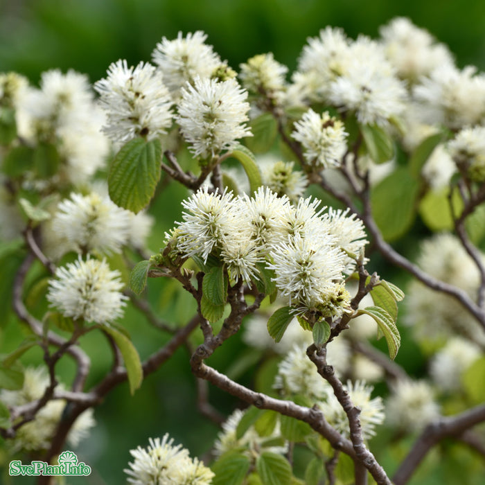 Fothergilla major C6 30-40cm