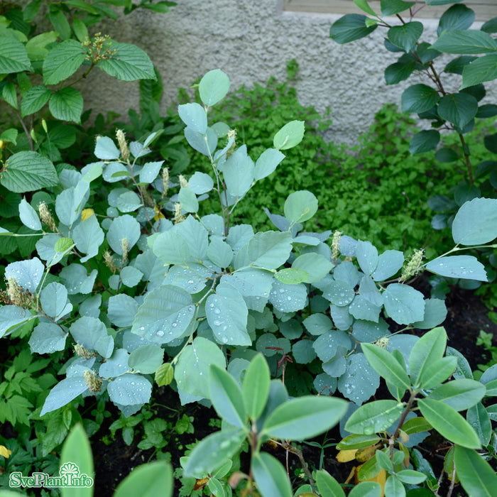 Fothergilla major 'Blue Shadow' C6
