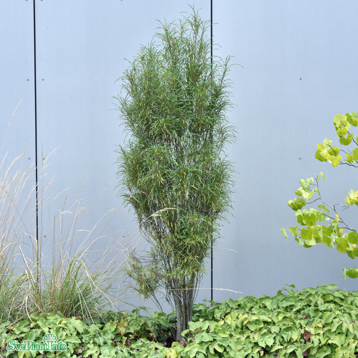 Rhamnus frangula 'Fine Line' C16,5 King-Size 80-100cm
