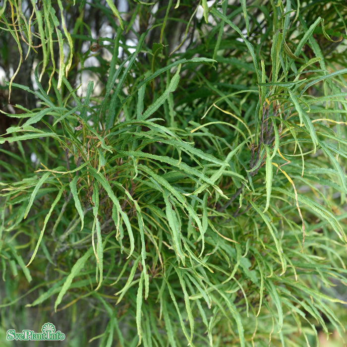 Rhamnus frangula 'Fine Line' C16,5 King-Size 80-100cm