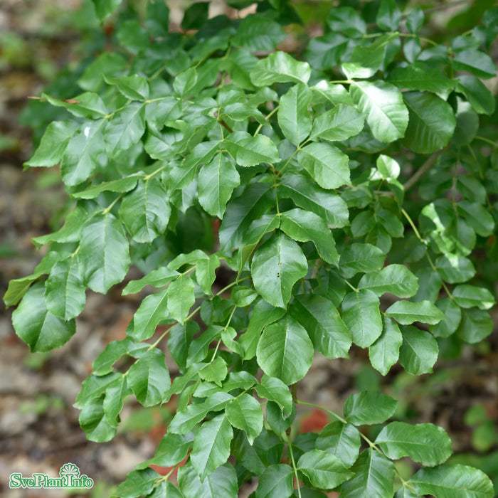 Fraxinus ornus Högstam Kl So 12-14