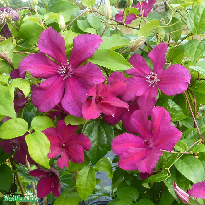 Clematis (TS) 'Kardynal Wyszynski' A-kval C2