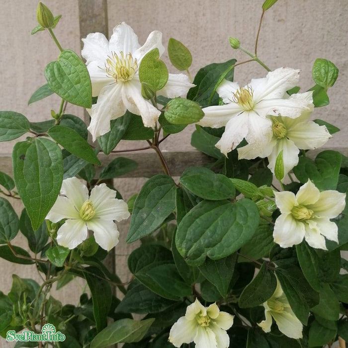 Clematis 'White Arabella' A-kval C2