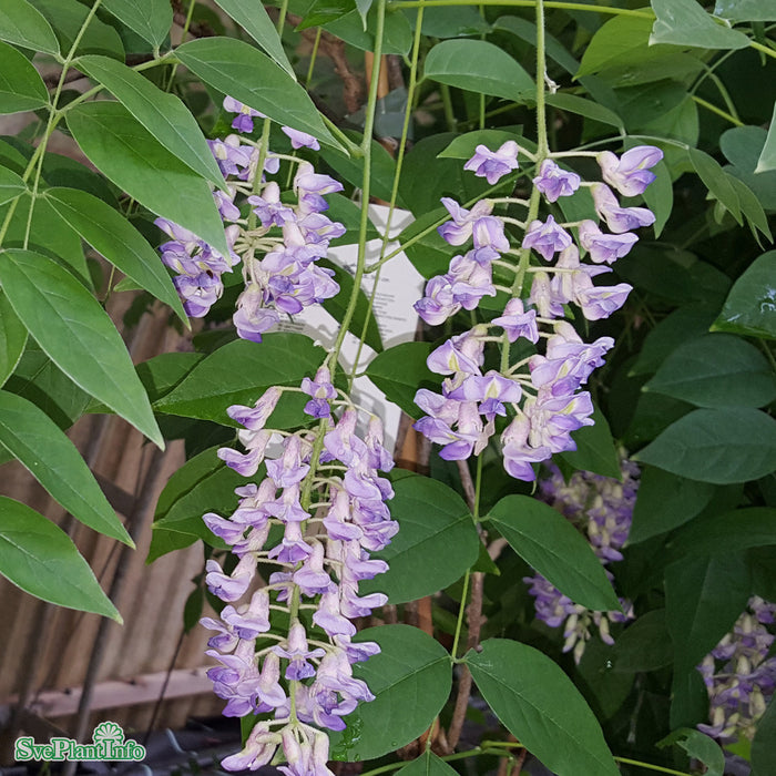 Wisteria macrostachya 'Blue Moon' 80-100 cm C2