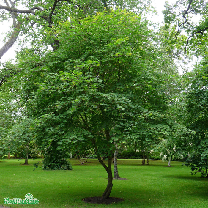 Acer x pseudosieboldianum 'North Wind' C4,5 40-50cm