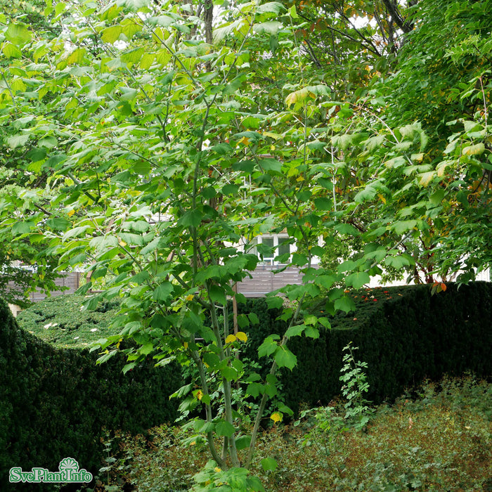 Acer tegmentosum FK JOUTSA Ungträd 200-250 C30