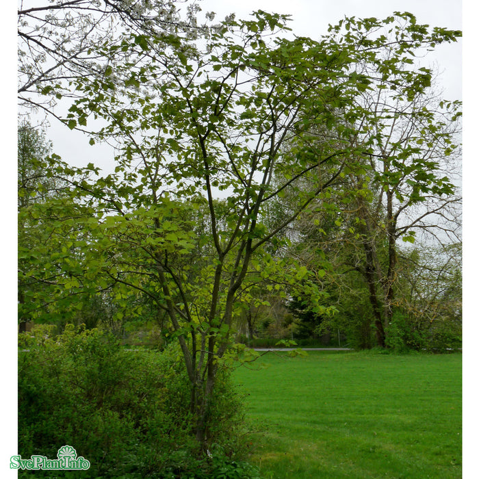 Acer tegmentosum FK JOUTSA Ungträd 200-250 C30