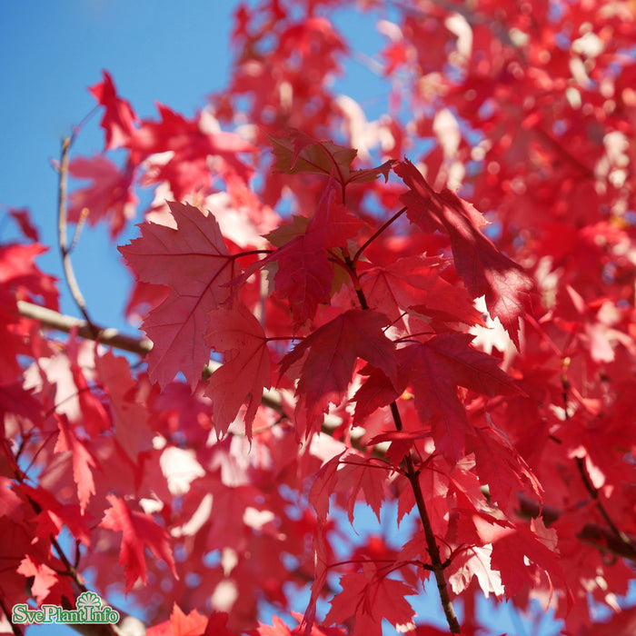 Acer x freemanii 'Autumn Blaze' Högstam Kl So 12-14cm