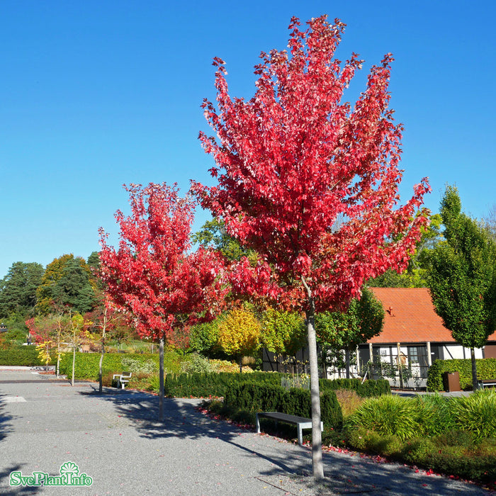 Acer x freemanii 'Autumn Blaze' Högstam Kl So 12-14cm