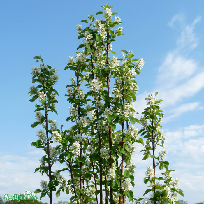 Amelanchier alnifolia 'Obelisk' C18 100-125cm