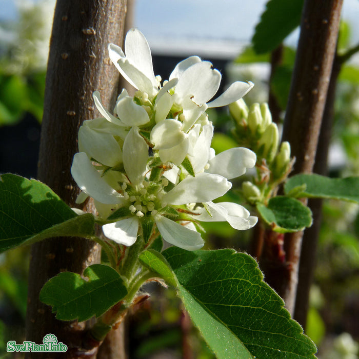 Amelanchier alnifolia 'Obelisk' C18 100-125cm
