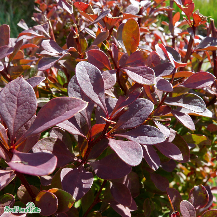 Berberis thunbergii 'Atropurpurea' Klotform Kl 70-80cm