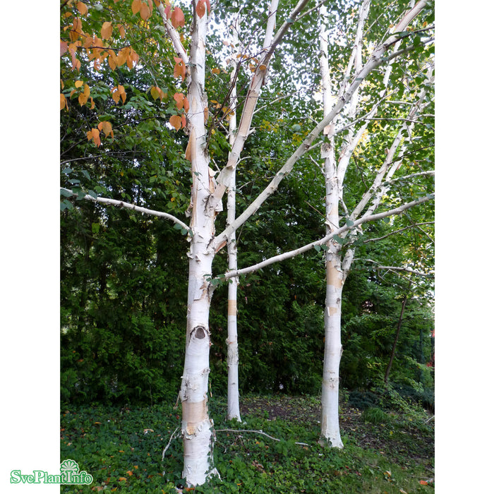 Betula utilis subsp. jacquemontii Ungträd Kl 150-175cm