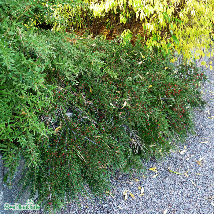 Cotoneaster horizontalis Busk C5