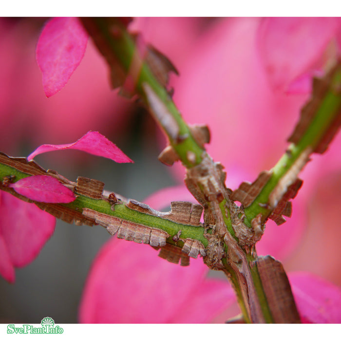 Euonymus alatus Busk 40cm Co