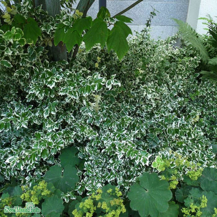 Euonymus fortunei 'Emerald Gaiety' C6 Halvstam 40cm