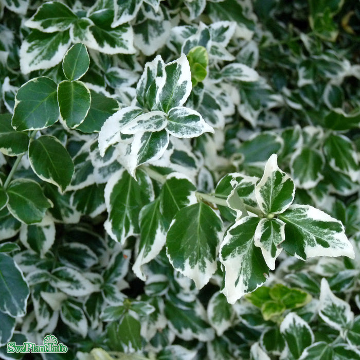 Euonymus fortunei 'Emerald Gaiety' C4,5 25-30cm
