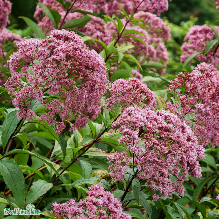 Eutrochium maculatum 'Atropurpureum' A-kval