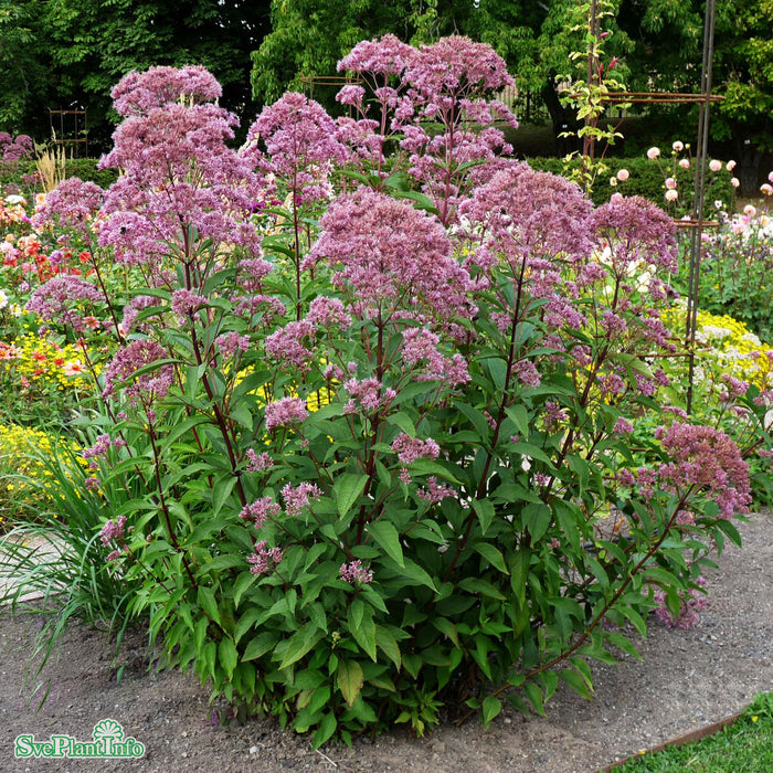 Eutrochium maculatum 'Atropurpureum' A-kval