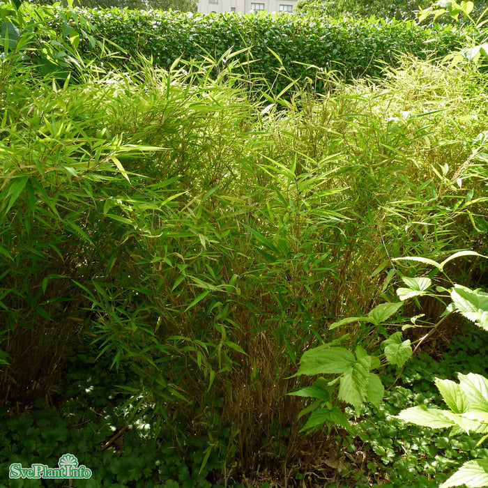 Fargesia murielae 'Bimbo' Co 50-60cm