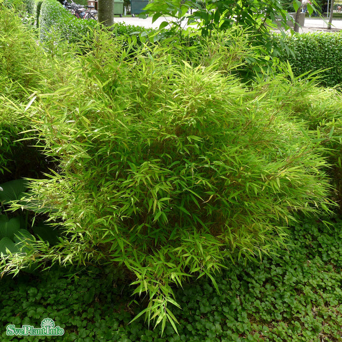 Fargesia murieliae 'Simba' Busk C5