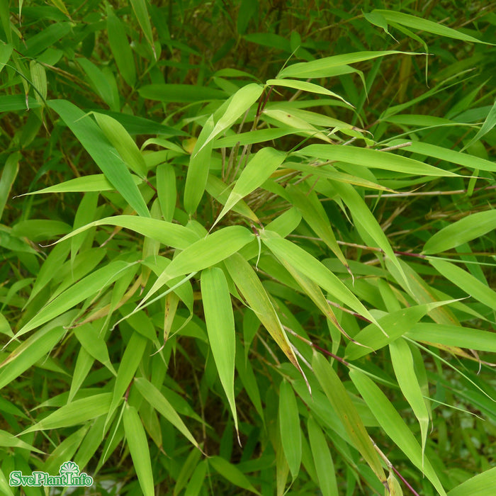 Fargesia murielae 'Simba' Co 50-60cm