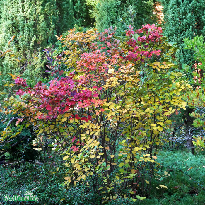 Fothergilla major Busk  3,4