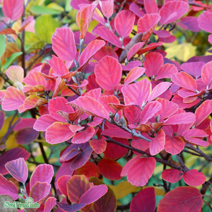 Fothergilla major Busk C12 40-60cm