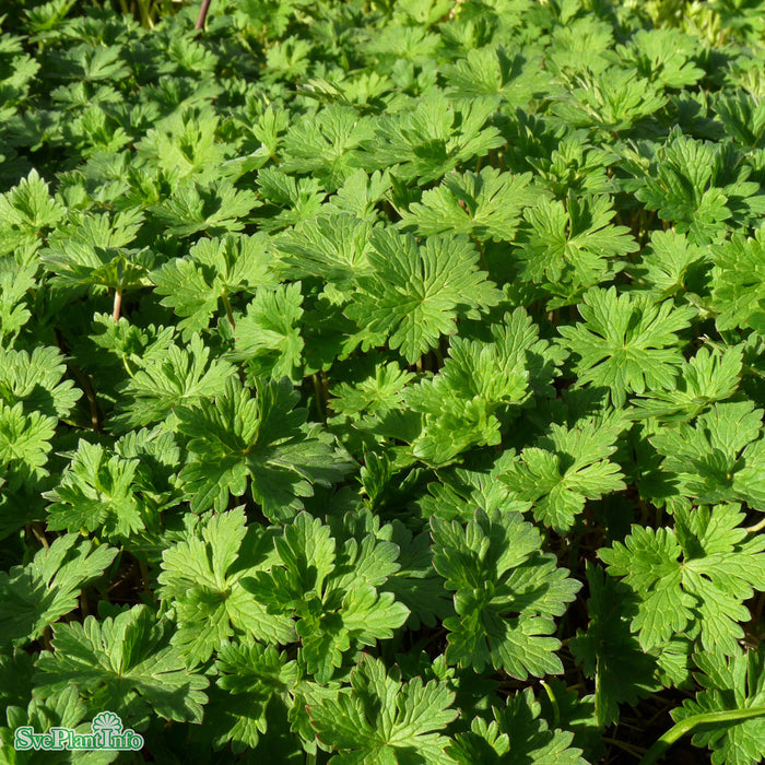Geranium 'Rozanne' A-kval