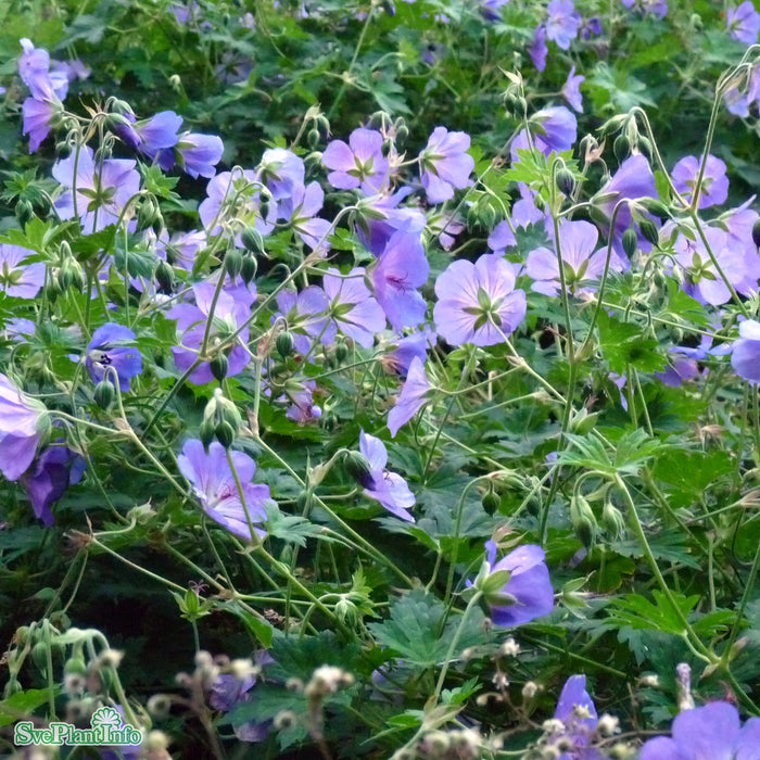 Geranium 'Azure Rush' A-kval