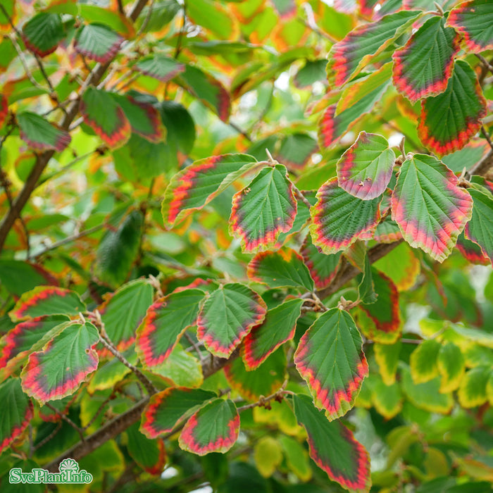Hamamelis intermedia 'Arnold Promise' Solitär 80-100cm