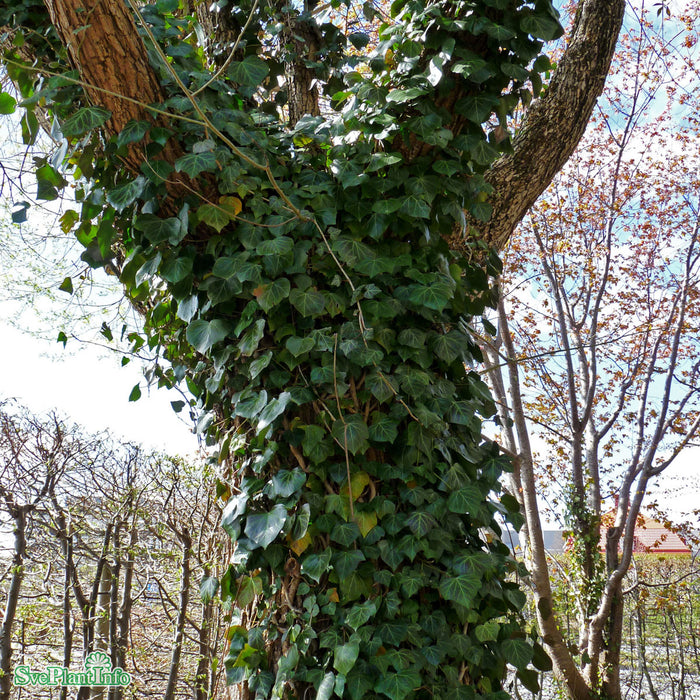 Hedera helix HYMN E A-kval C2