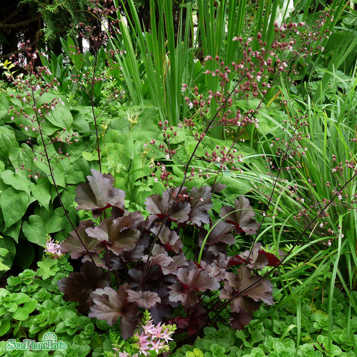 Heuchera 'Obsidian' A-kval