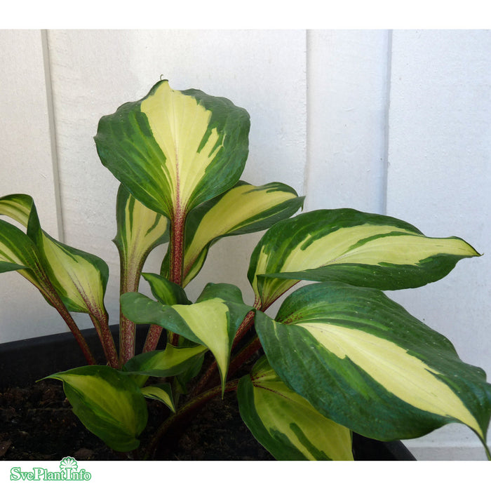 Hosta 'Raspberry Sundae' A-kval