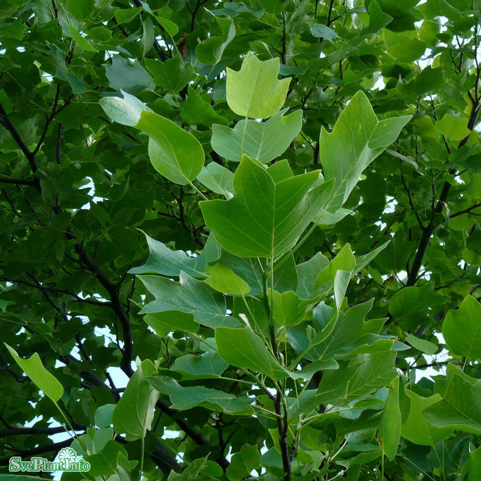 Liriodendron tulipifera Solitär C12 100-125cm