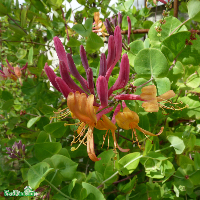 Lonicera heckrottii A-kval C2
