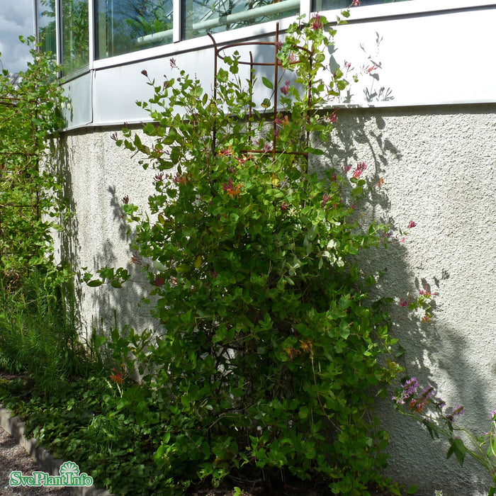 Lonicera heckrottii A-kval C2