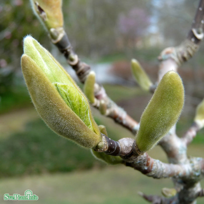 Magnolia brooklynensis 'Yellow Bird' C10 Halvstam 125cm