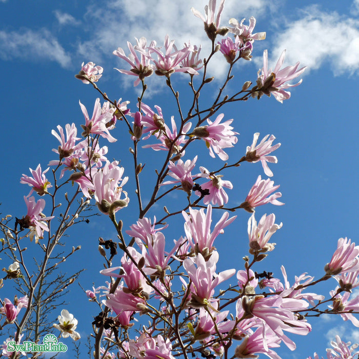 Magnolia x loebneri 'Leonard Messel' C6 50-60cm