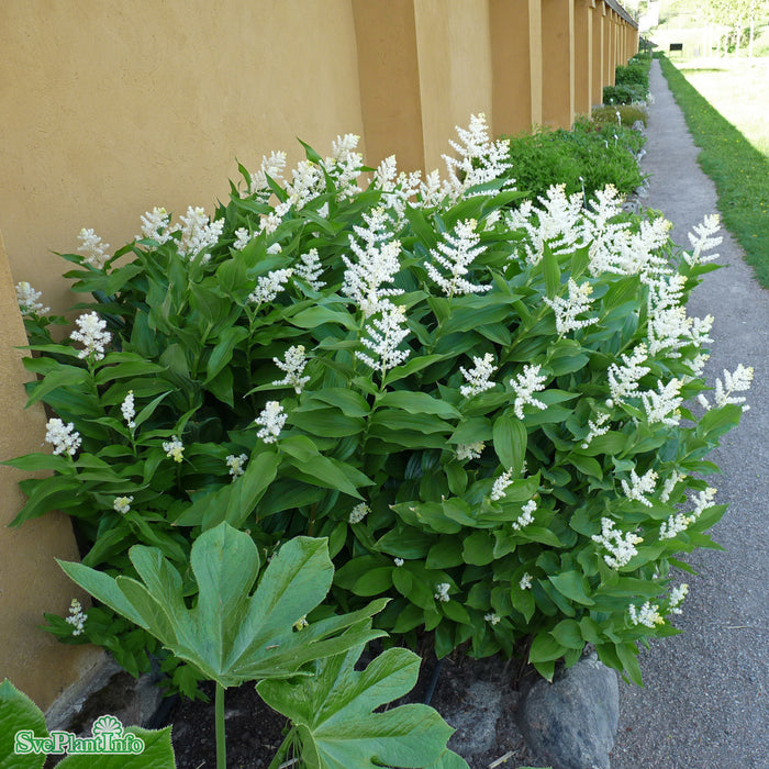Maianthemum racemosa A-kval