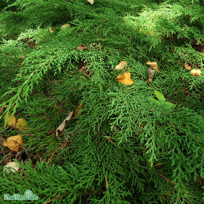 Microbiota decussata C2 20-25cm