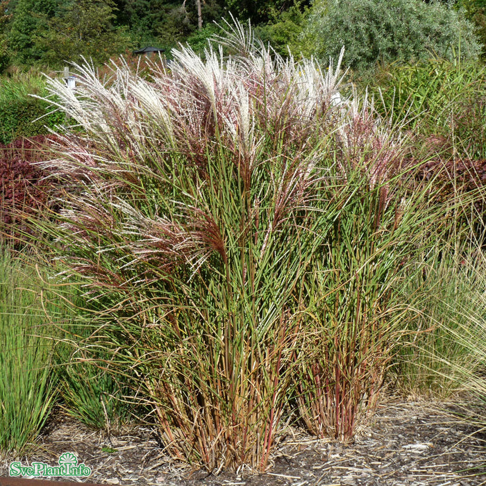 Miscanthus sinensis 'Kleine Fontäne' A-kval C6