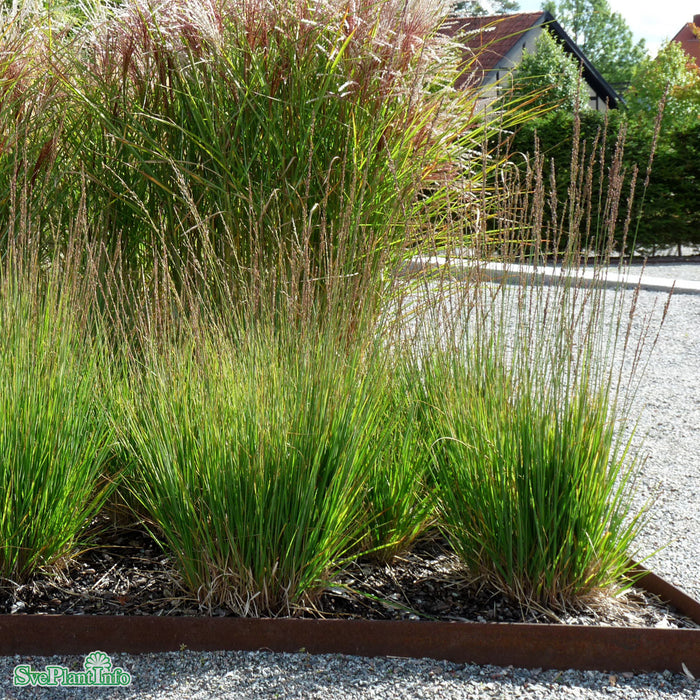 Molinia caerulea 'Moorhexe' A-kval