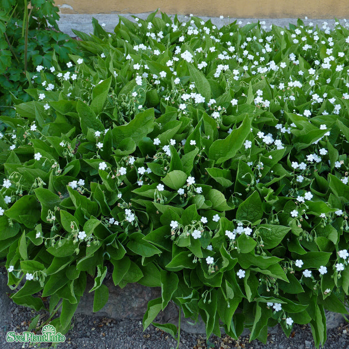 Omphalodes verna 'Alba' A-kval