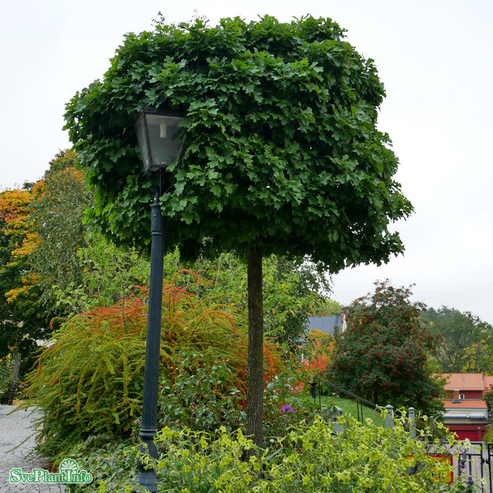 Quercus palustris 'Green Dwarf' Högstam Kl So 12-14