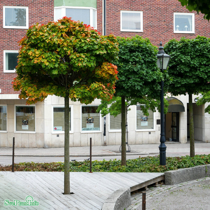 Quercus palustris 'Green Dwarf' Högstam Kl So 12-14