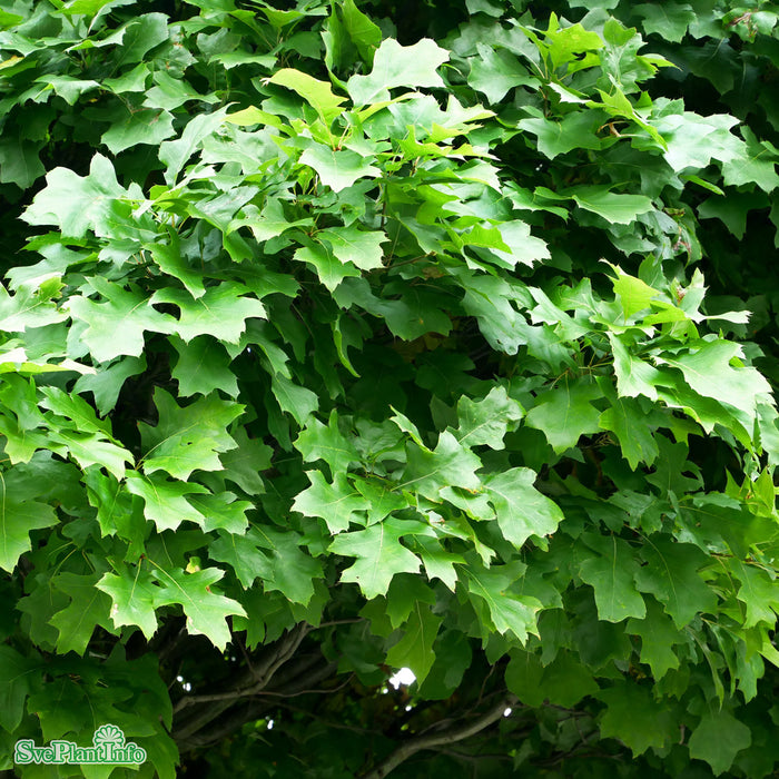 Quercus palustris 'Green Dwarf' Stam C15 150cm